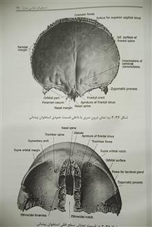 آناتومی