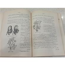 گیاه