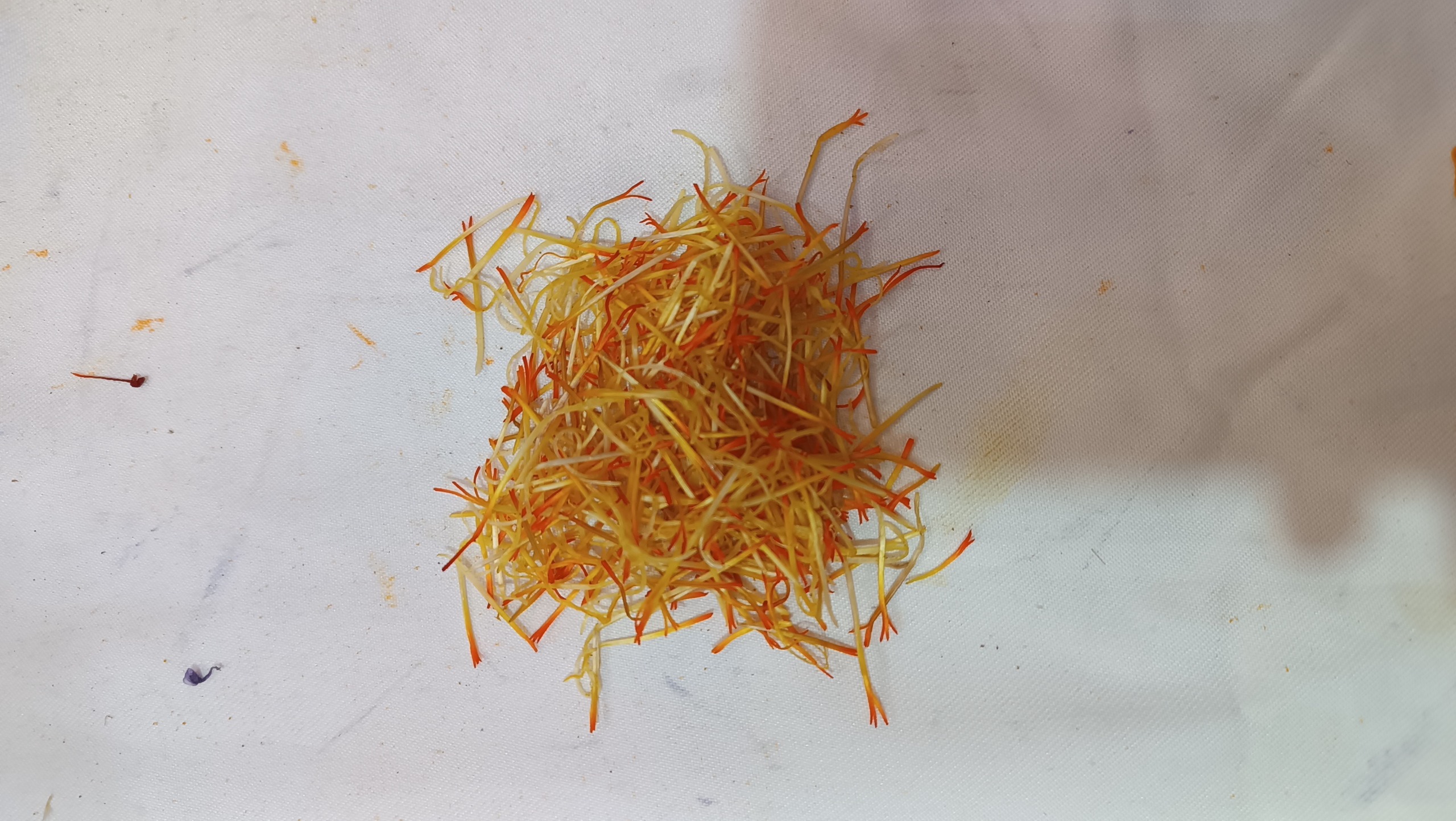 ریشه سفیدی زعفرون نگین تربت خشک