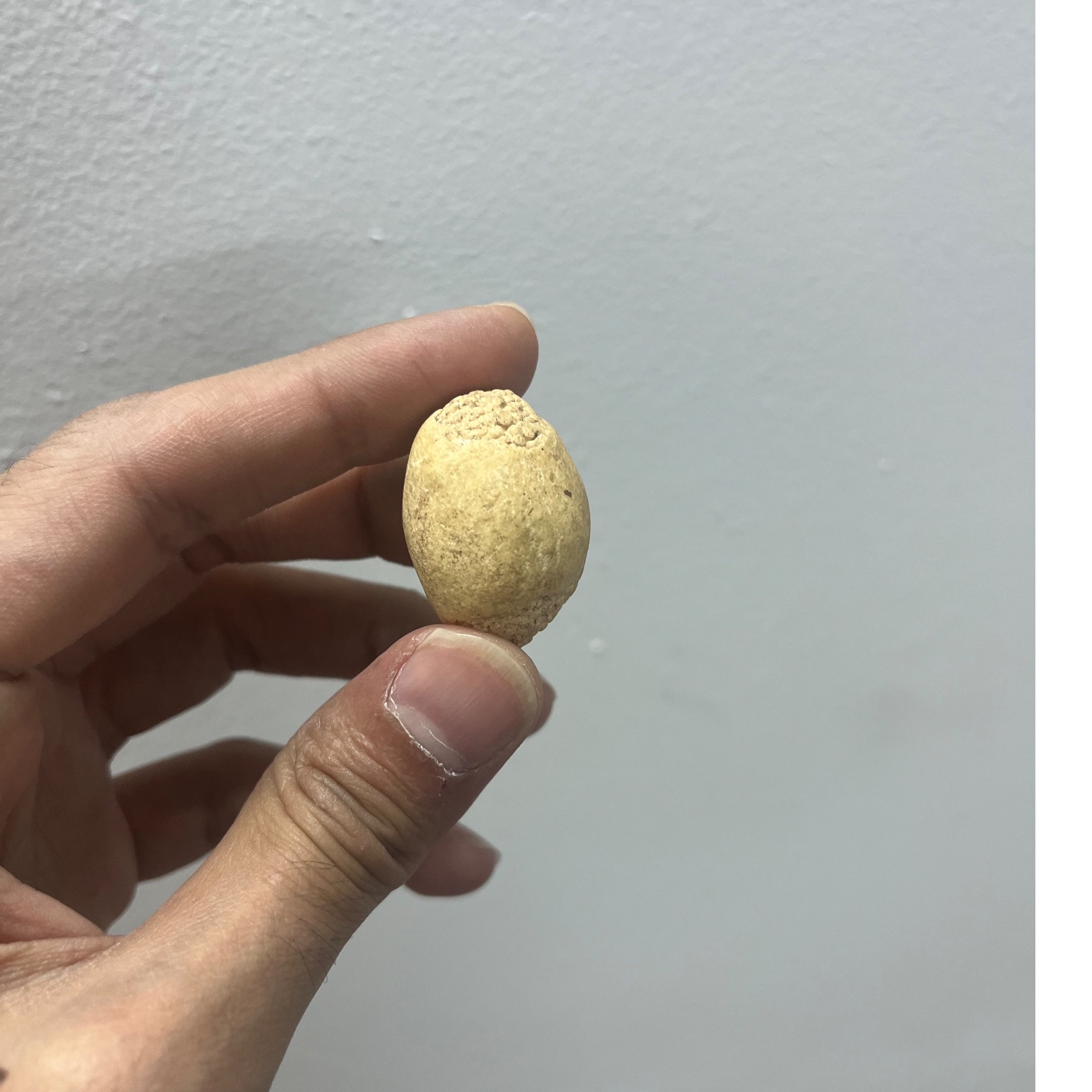 خرمهره اصل وارداتی افغانستان