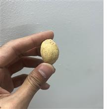 خرمهره