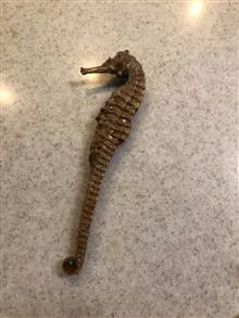 ماکت