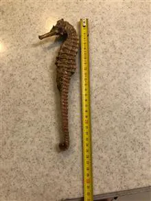 ماکت