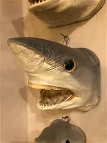 ماکت