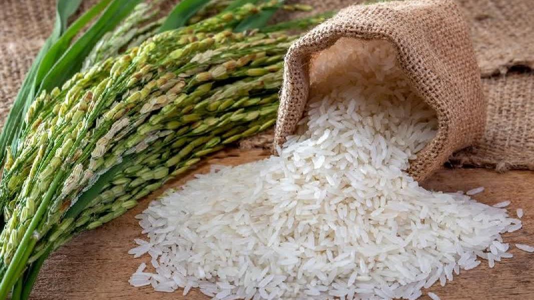 برنج طارم محلی فریدونکنار