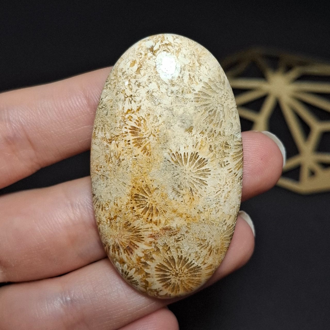 نگین درشت سنگ طبیعی فسیل مرجان کد10362