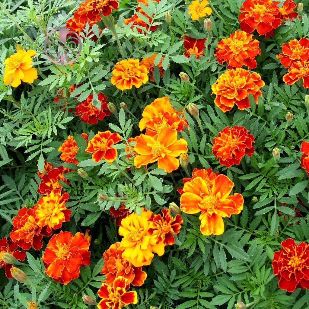 بذر گل جعفری (300 بذر)