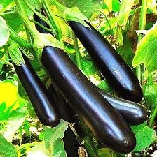بذر بادمجان (40 بذر)