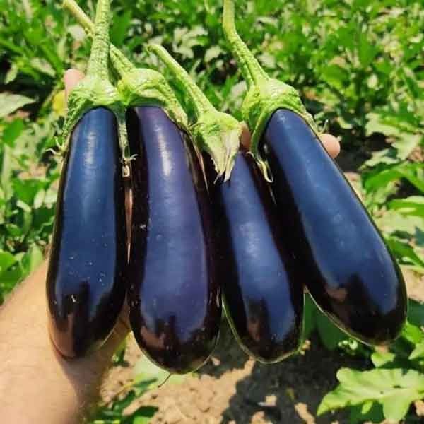 بذر بادمجان (350 بذر)