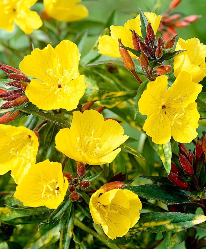 بذر گل مغربی زرد پابلند (35 بذر)