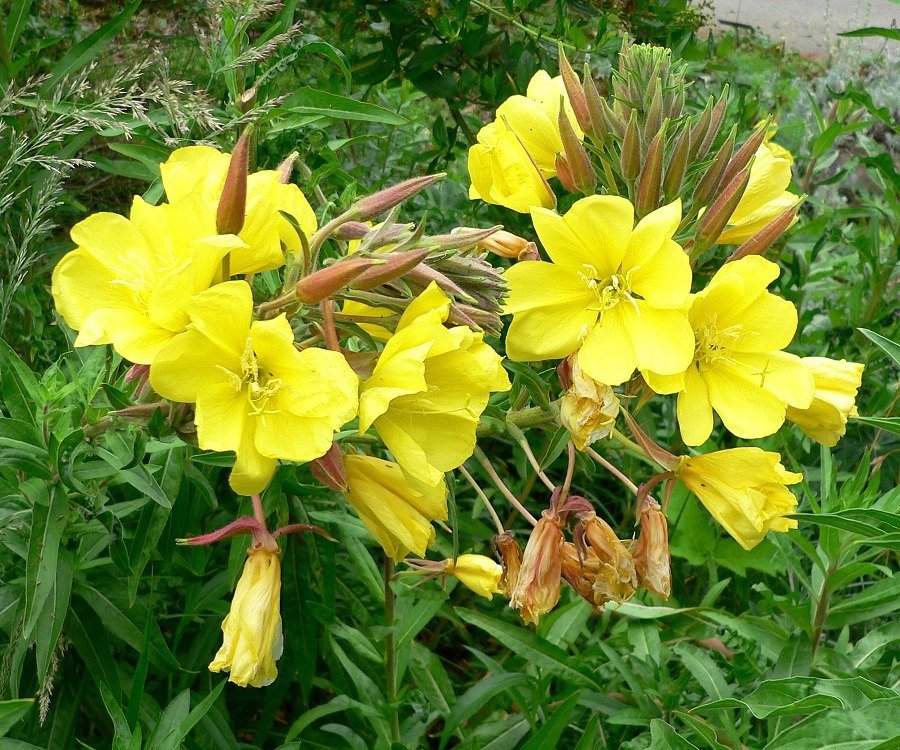 بذر گل مغربی زرد (350)