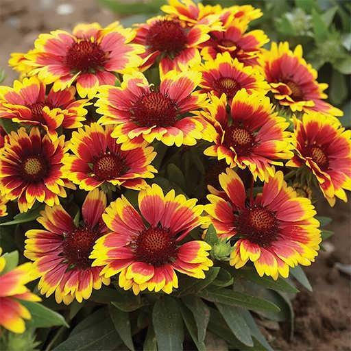 بذر 20 نوع گل باغچه ای (3)