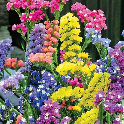 بذر 20 نوع گل و گیاه باغچه ای (کد4)