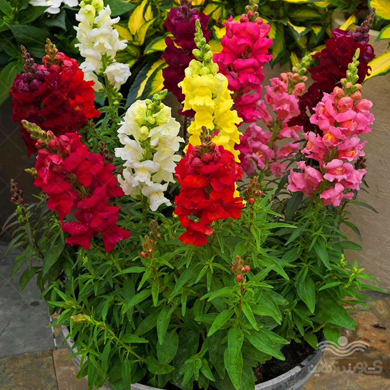 بذر ده نوع گل و گیاه