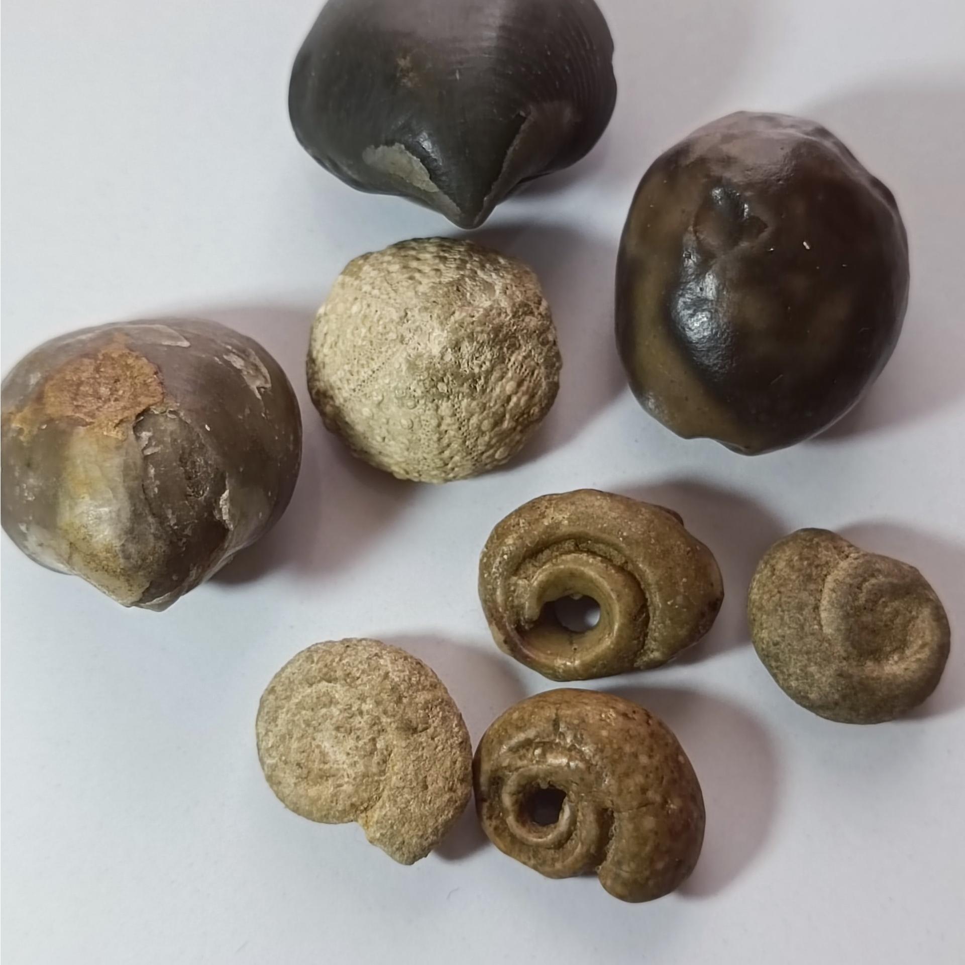 فسیل زیبا کلکسیونی