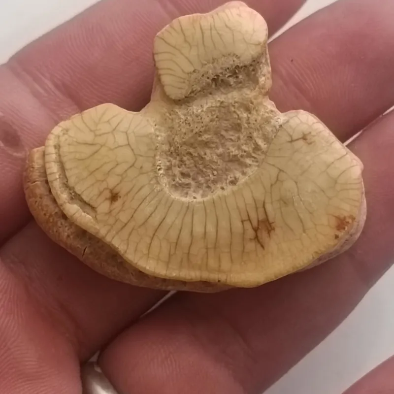 مهره بجول گرک قاب گرک بسیار زیبا