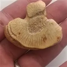 مهره