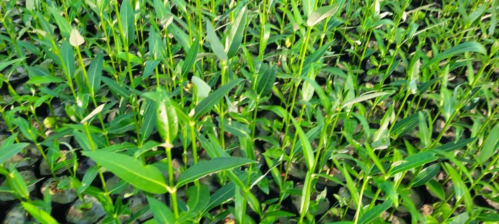 نهال حرا عالی