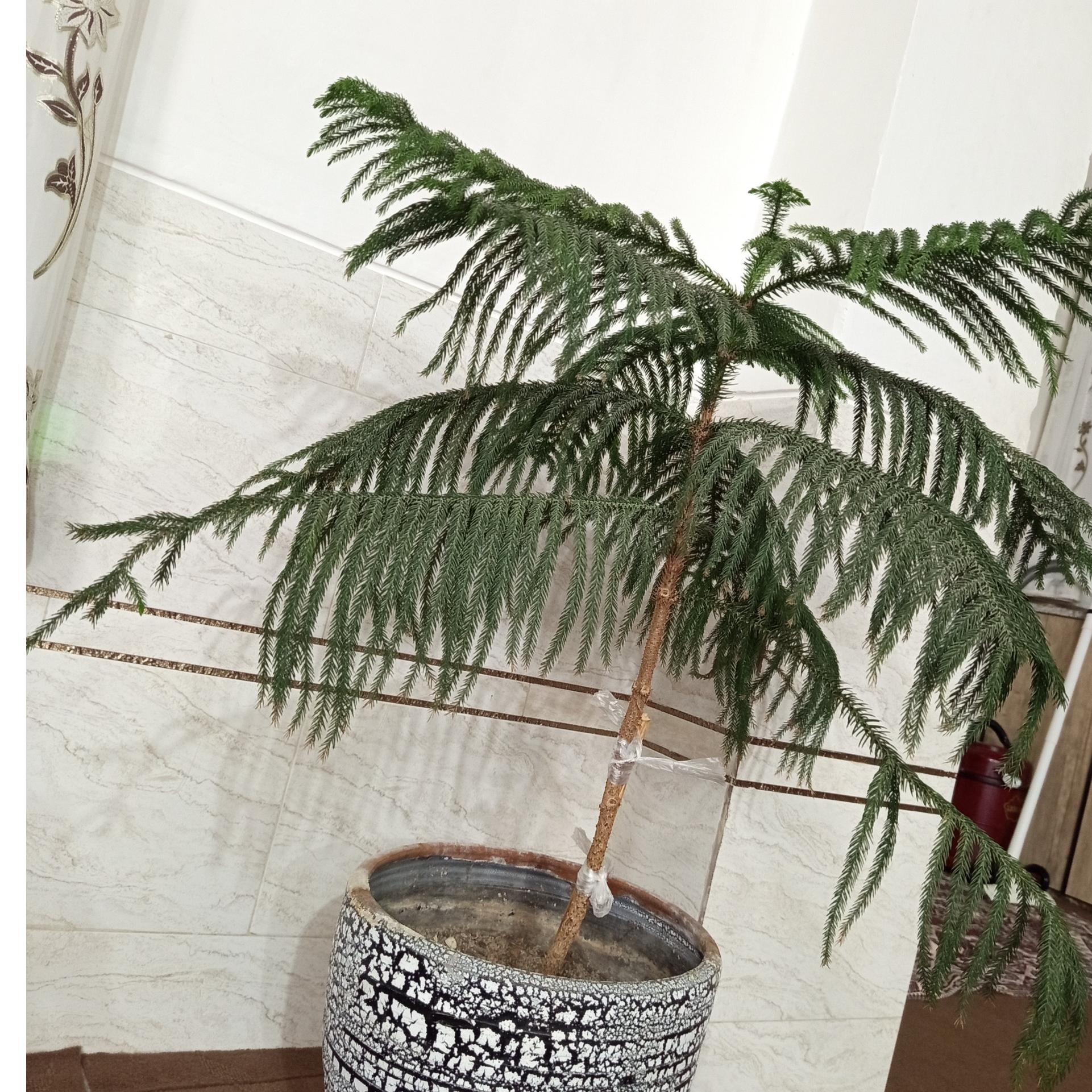 گل کاج مطبق