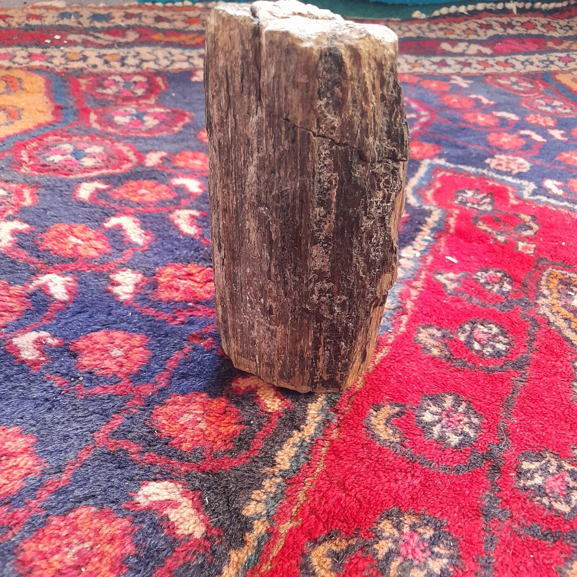 فسیل تنه درخت 3 میلیون ساله