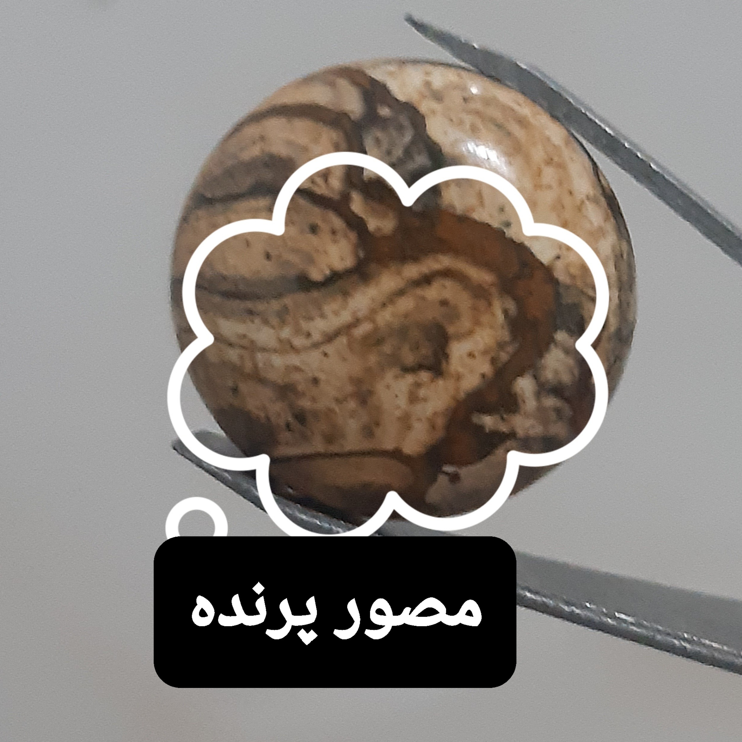 جاسپر مصور پرنده