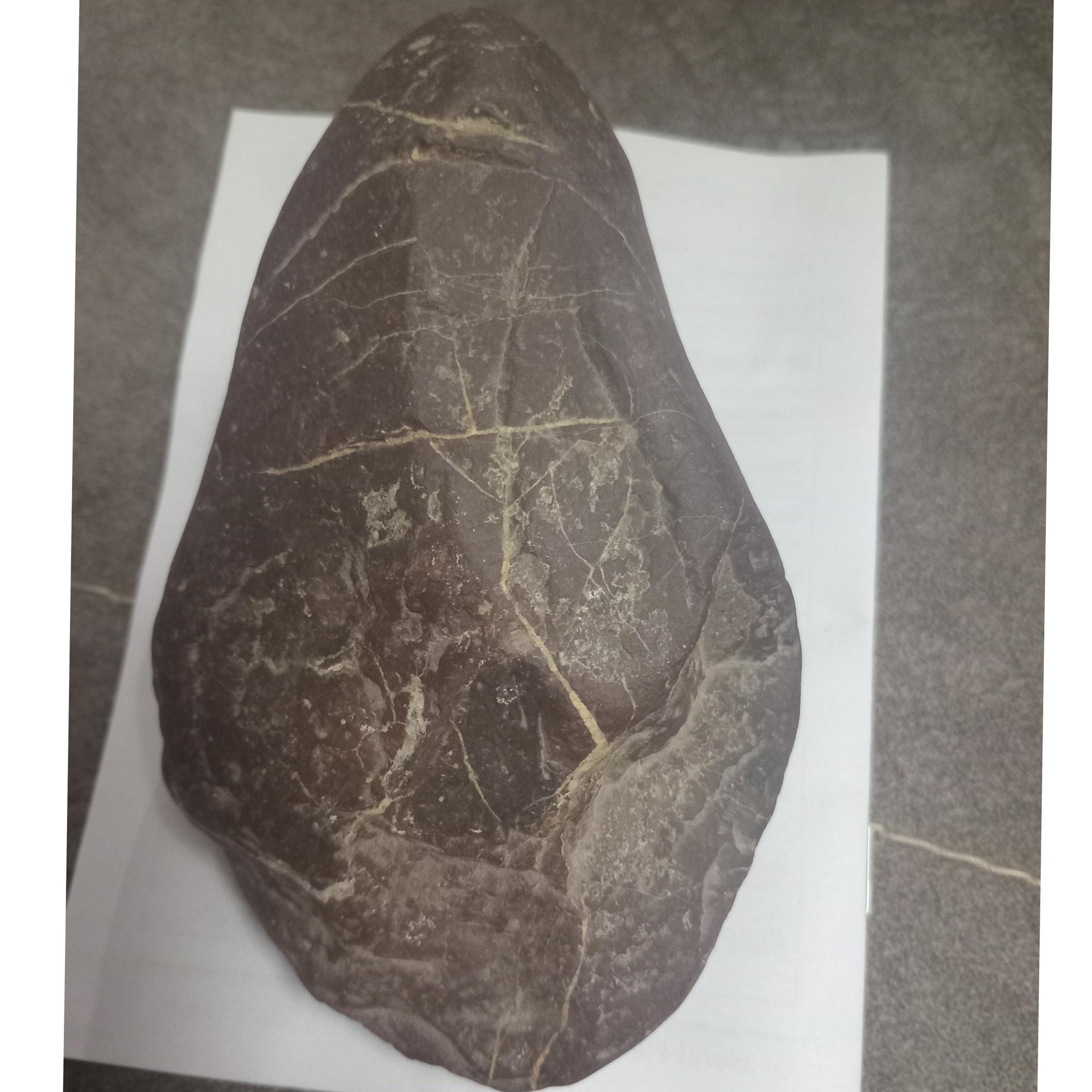 پیدا شده در جنگل