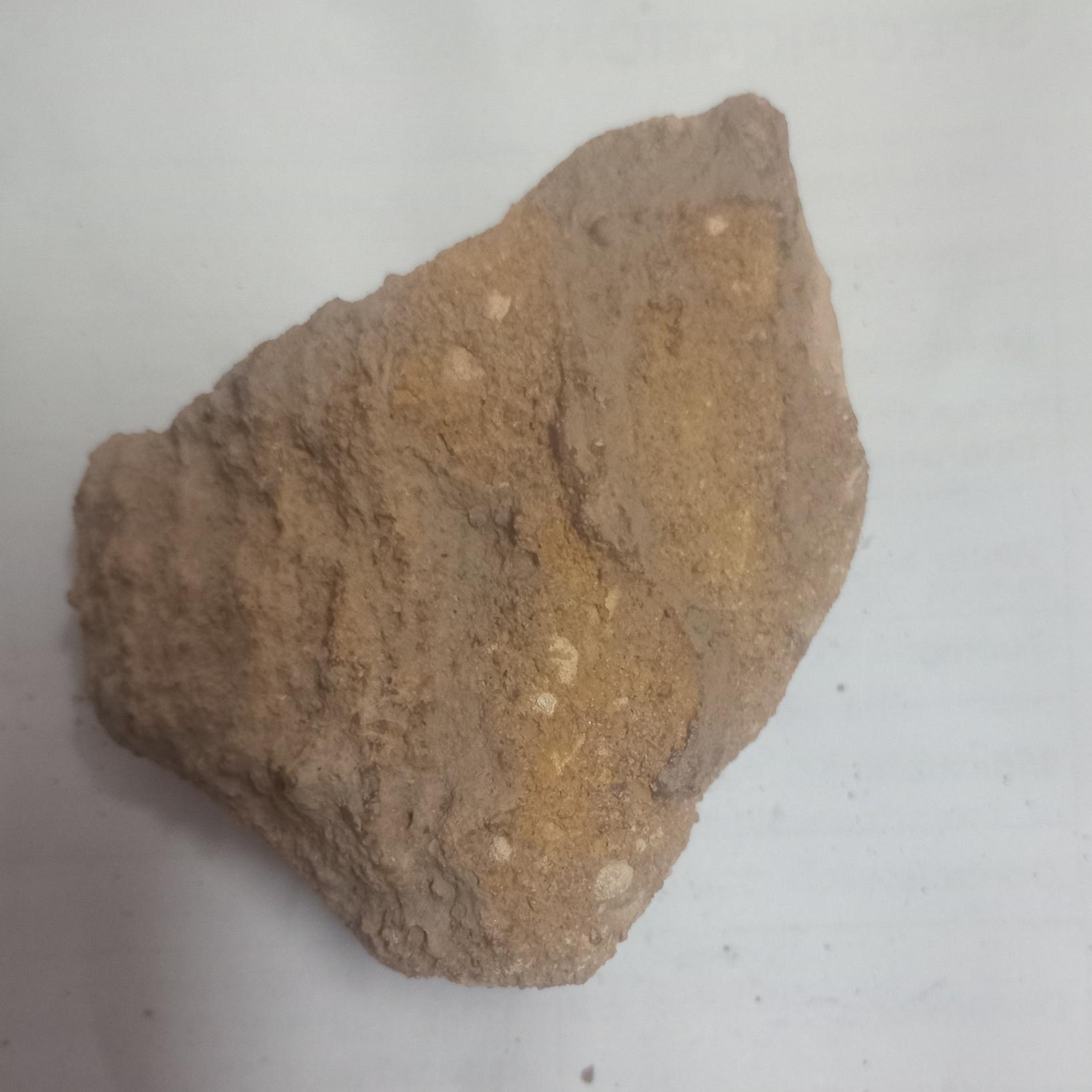 پیدا شده در جنگل