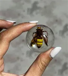 جاکلیدی