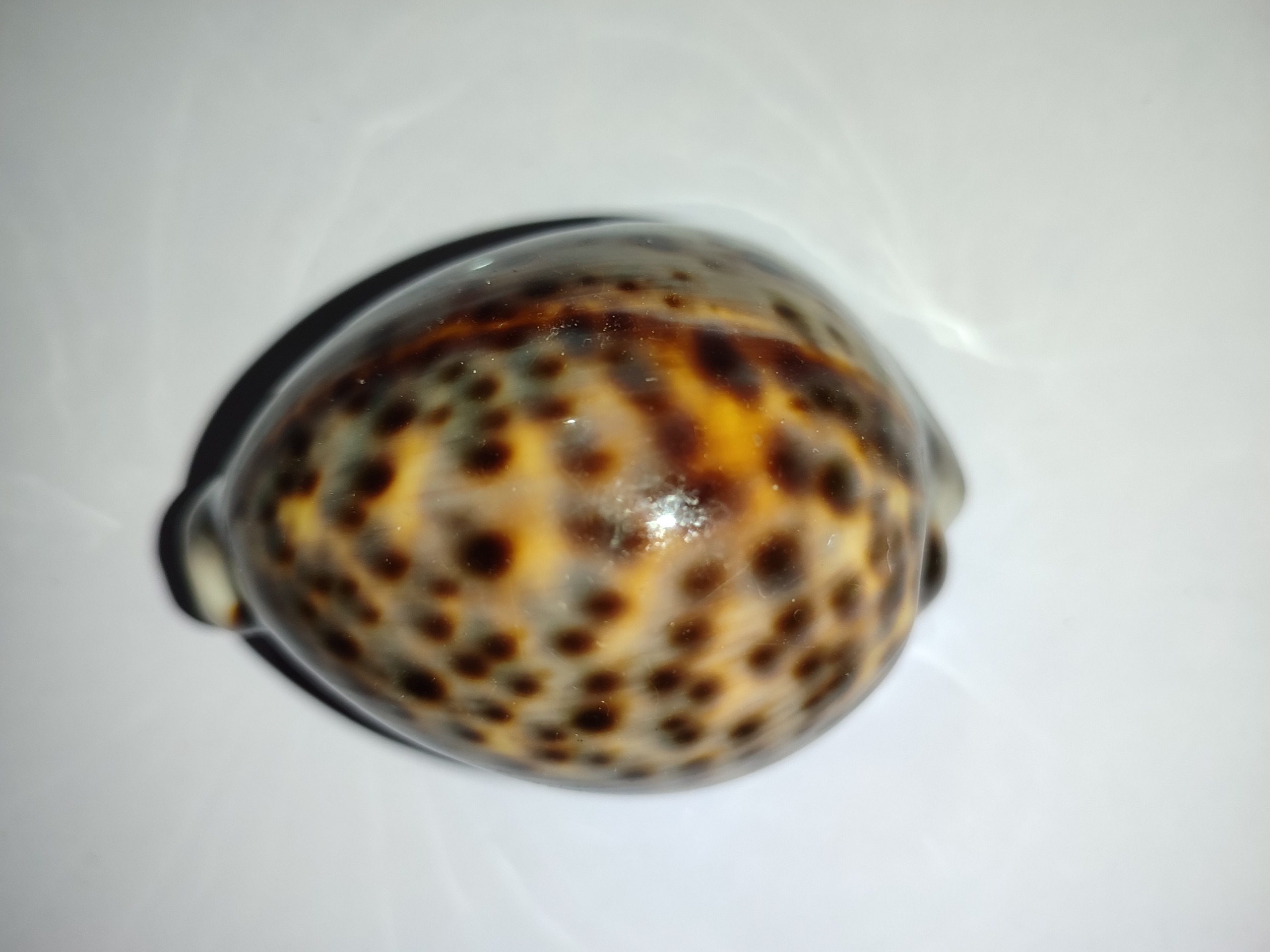 صدف گربه ماهی خاص