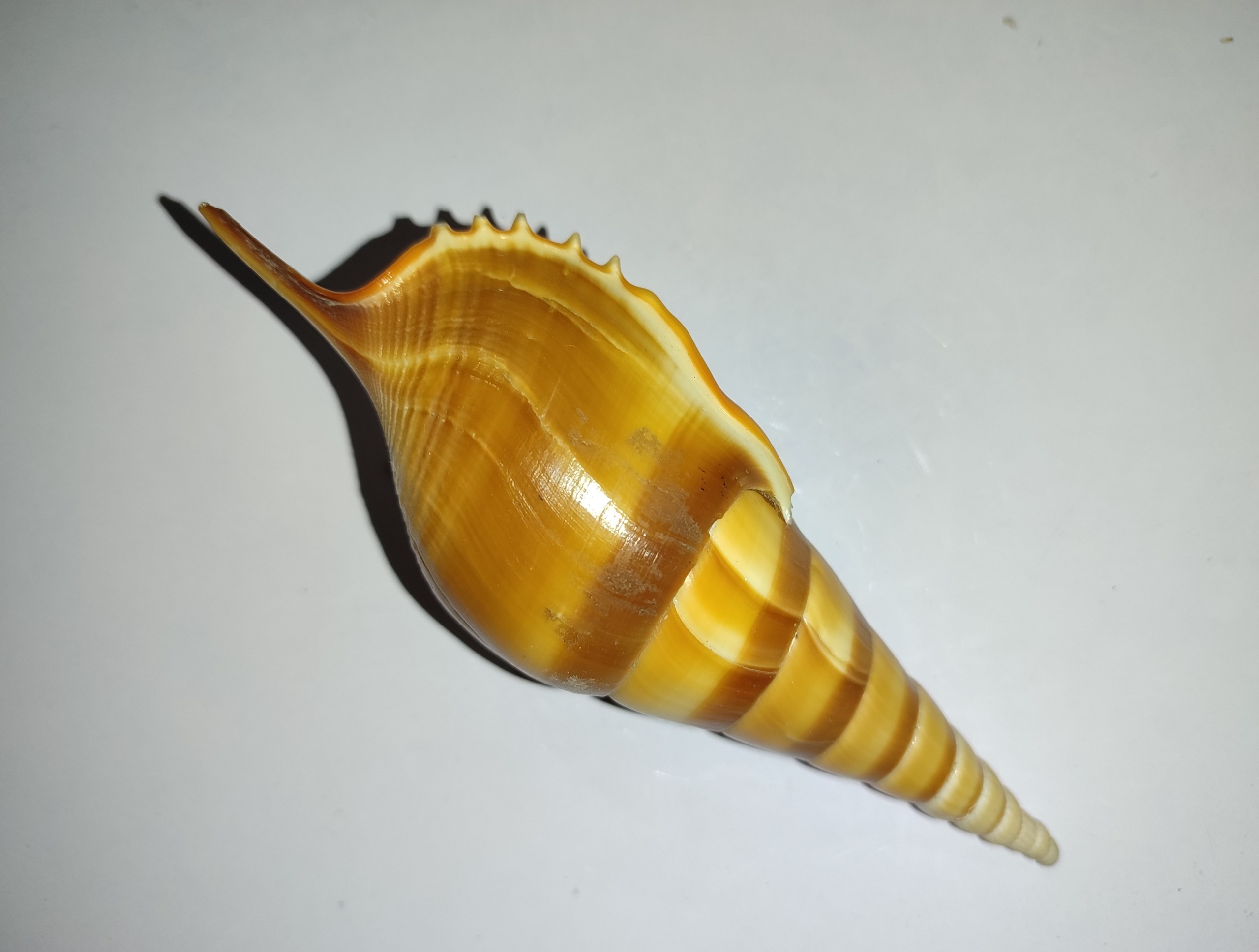 صدف حلزونی خاص