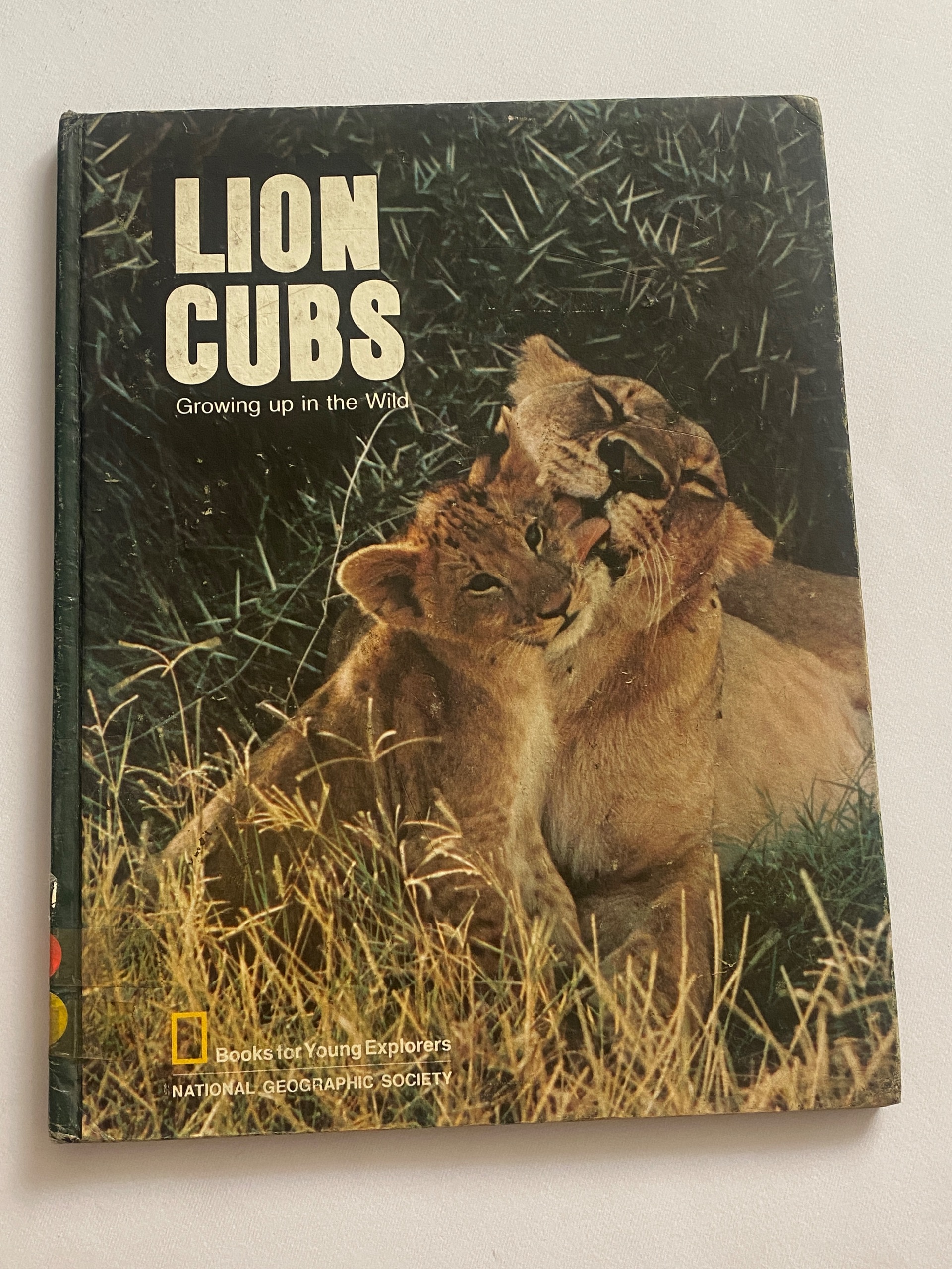 توله های شیر