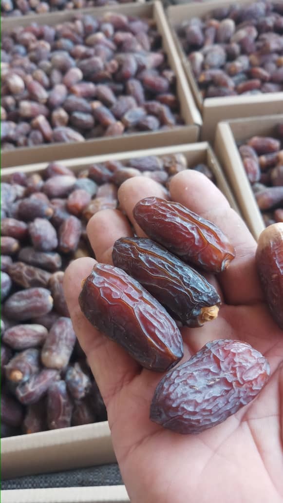 خرما مجول درجه یک صادراتی