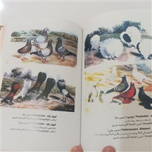 منشأ