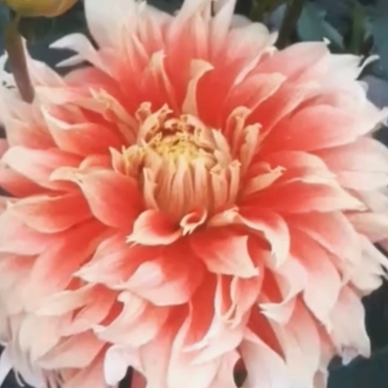 کوکب کلکسیونی نارنجی لبه زرد