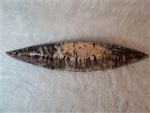 گلدان