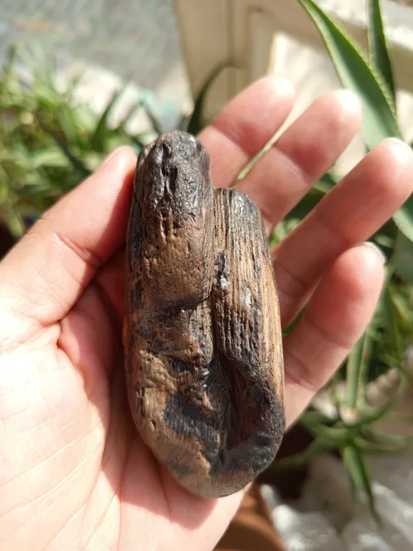 یک قطعه سنگ راف فسیل درخت