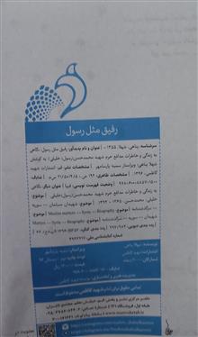 رفیق؛