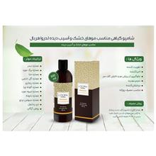 شامپو