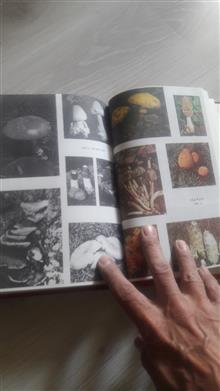 فرهنگ