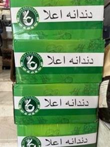 مغز