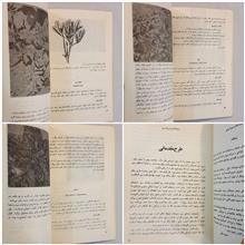 سبزیکاری