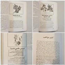 زبان
