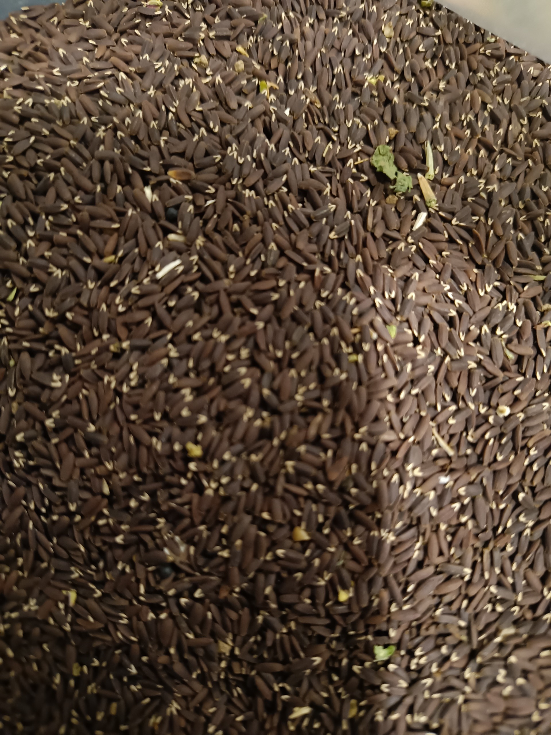 کنجد سیاه تازه