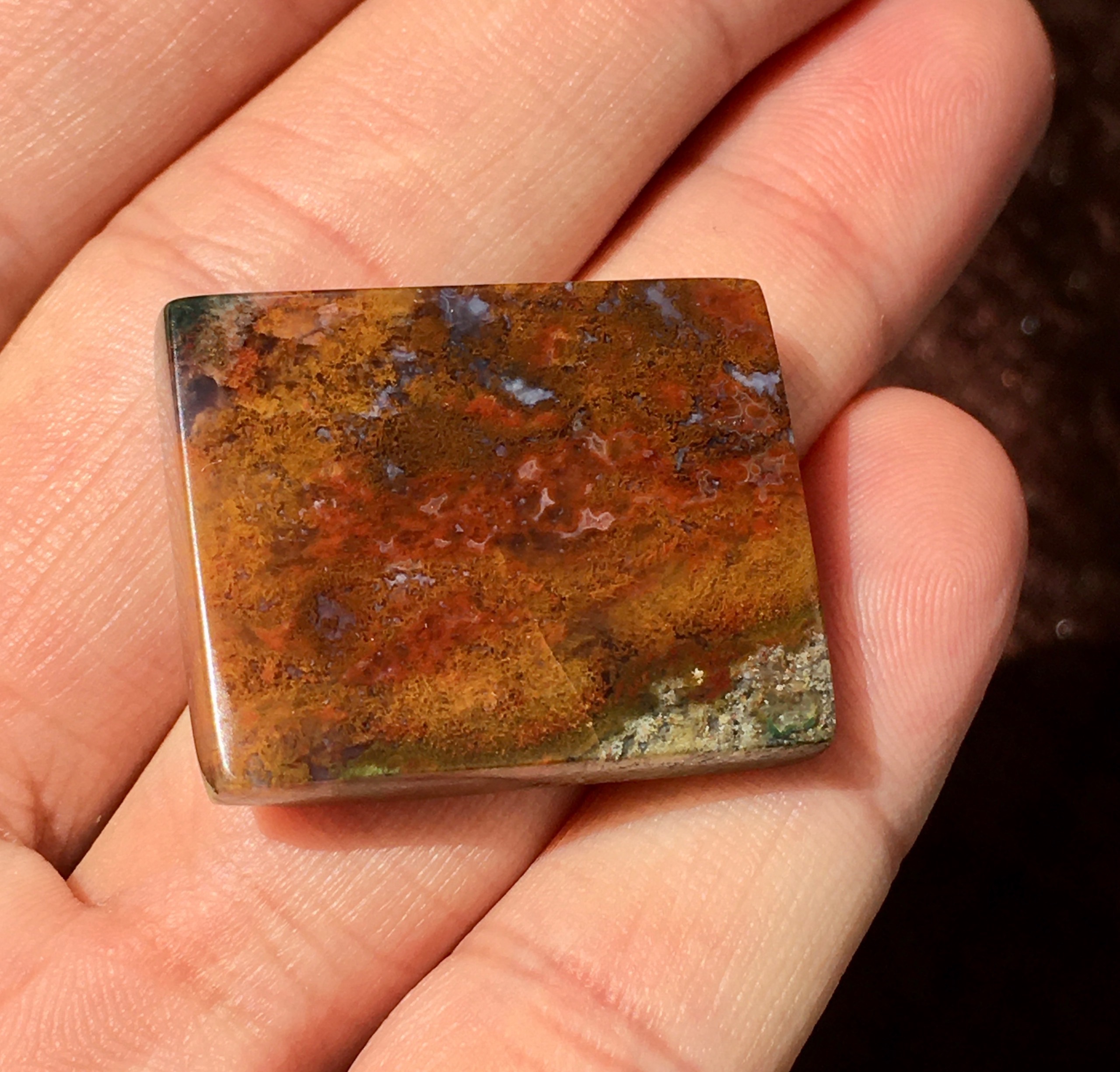 شجر زیبای سه قلعه خراسان دوطرف زیبا