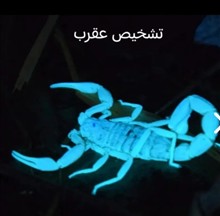 چراغ
