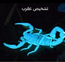 چراغ