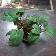 مجسمه