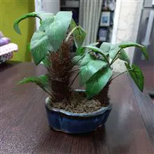 مجسمه