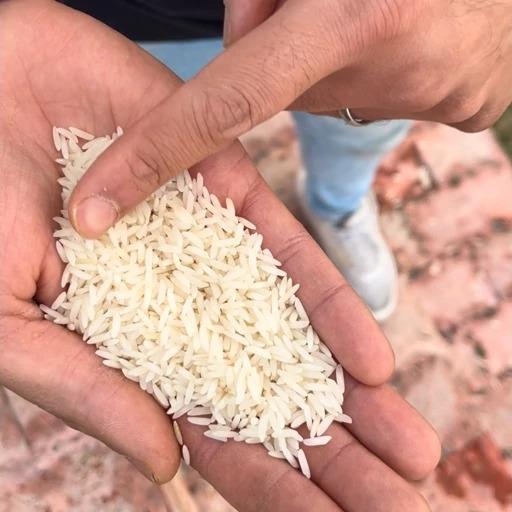 برنج طارم شمال