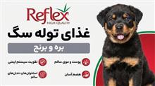 غذای
